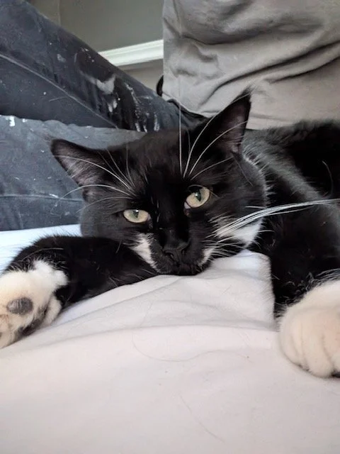 olive.jpg
