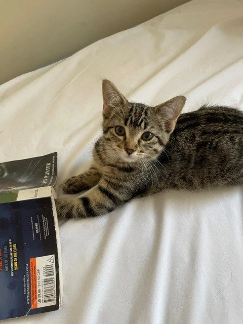 Tigger -Playful, Curious and Cuddly - Good With Kids!