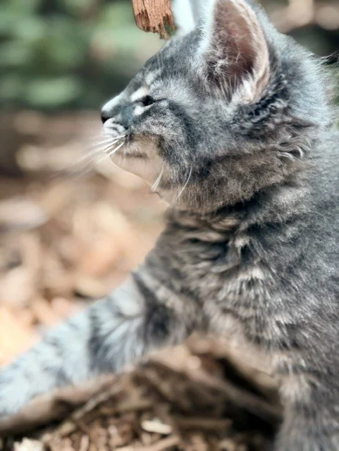 suki2.jpg