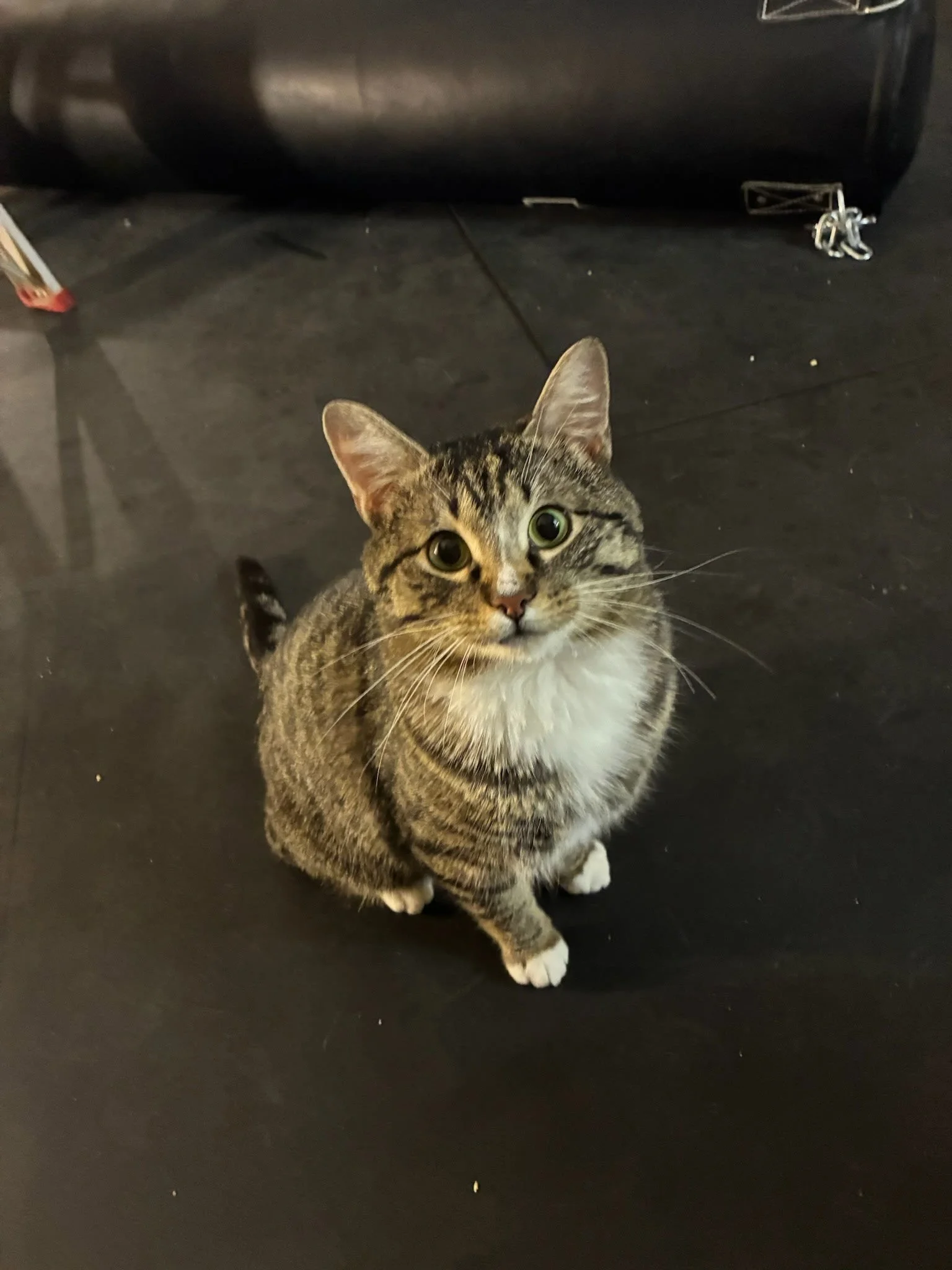 Scotty - Easygoing, Loving & Playful