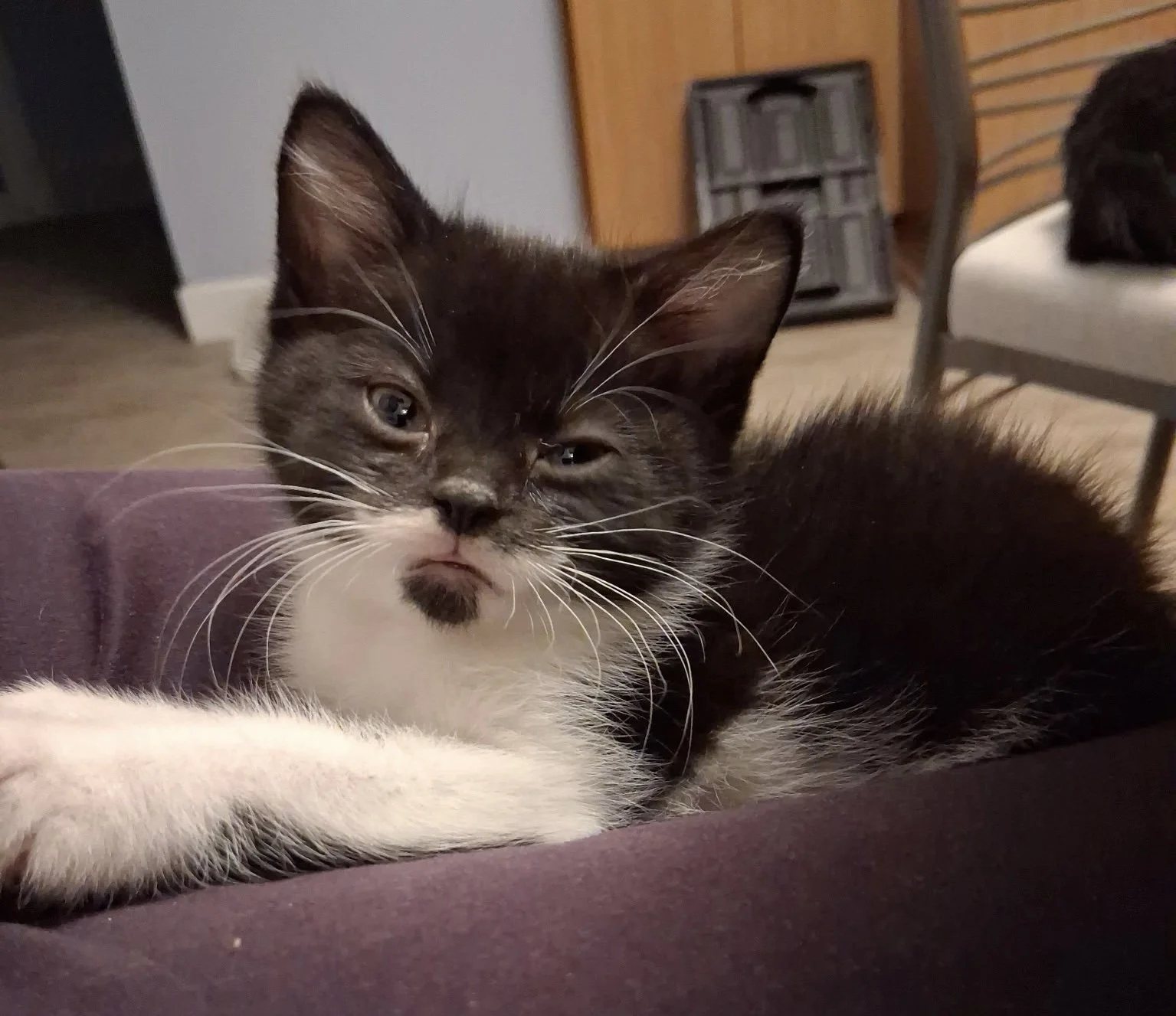 Miley - Playful Lap Cat