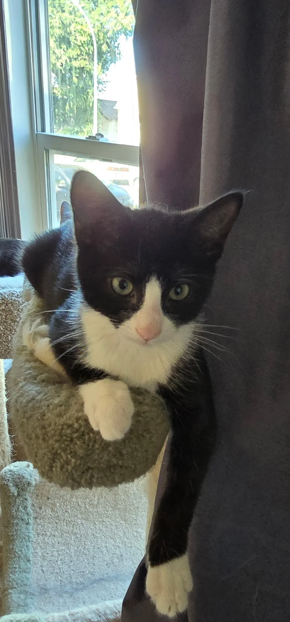 Zelda - Curious, Affectionate & Loves to be Carried
