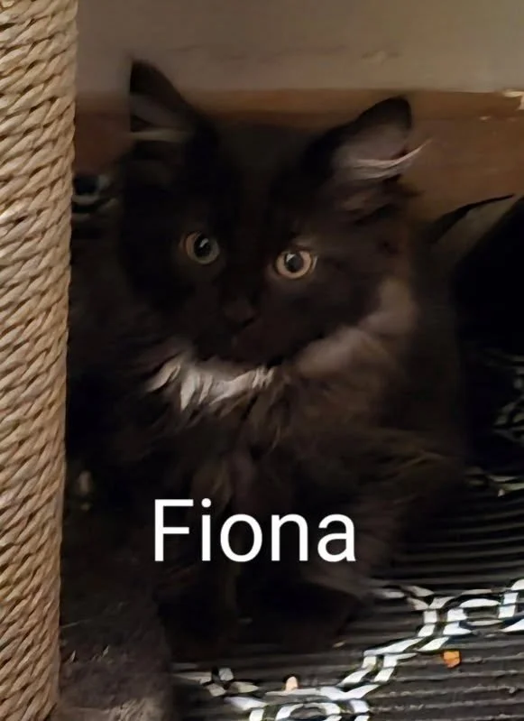 Fiona - Shy Runt of the Litter Who Would Love a Quiet Home