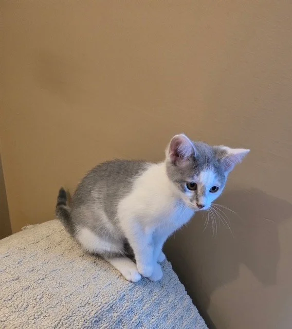 Pebbles - Sweet, Quiet and Clam