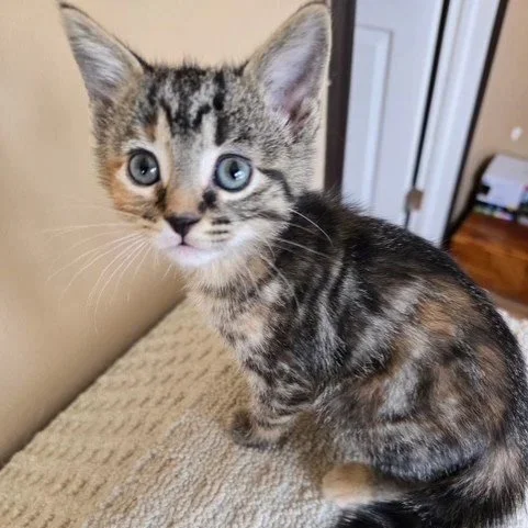 mochi1.jpg