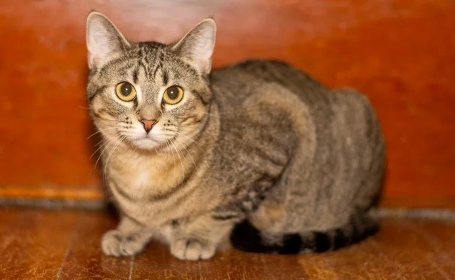 Juno - Grateful, Sweet and Loving