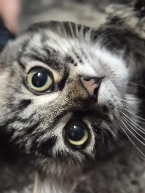 dolly2.jpg
