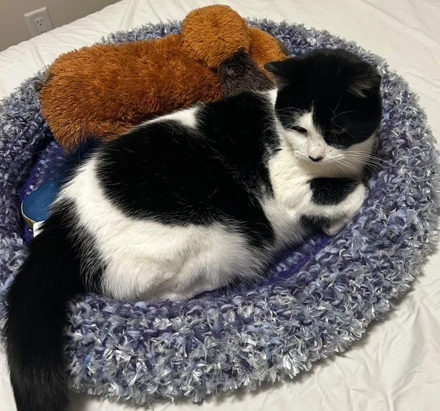 Brooke - Gentle & Cuddly Shadow Cat with Heart Markings