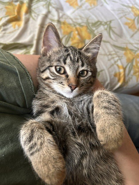 Bobby Jr - Will Probably Be a BIG Cat to Match His BIG Personality