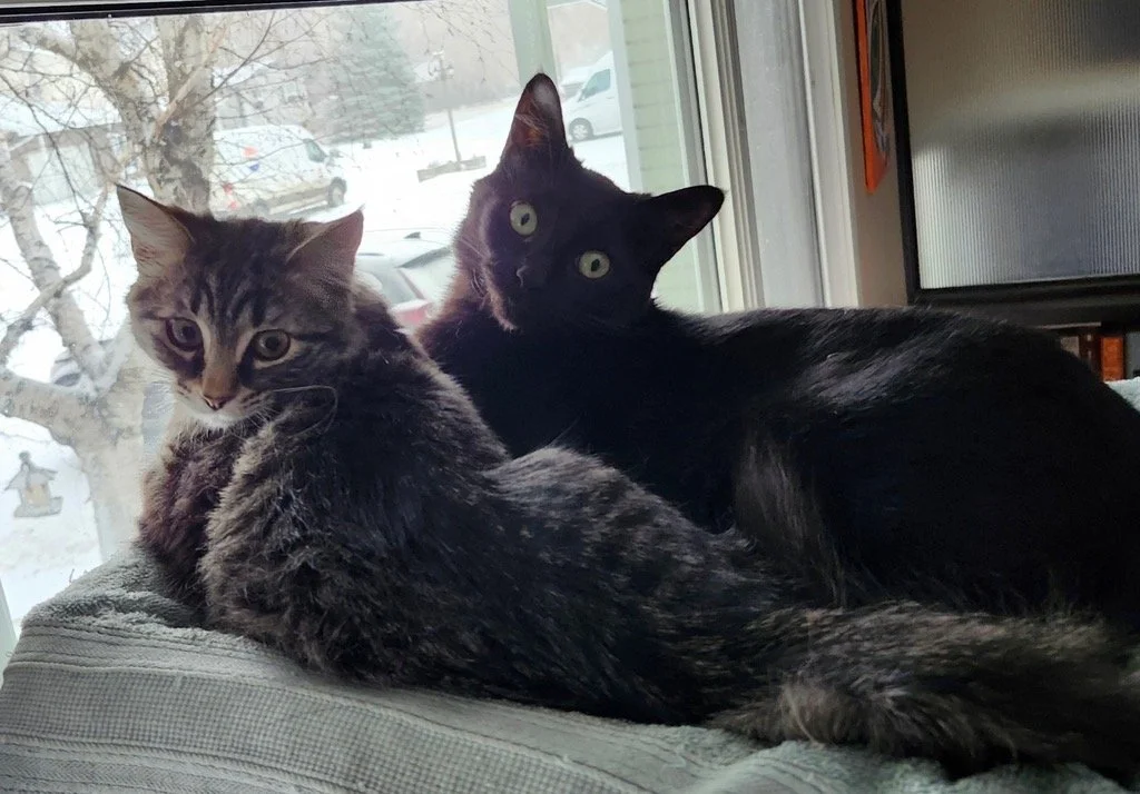 Rapunzel & Gracie-  Perfect Balance of Calm and Spunky