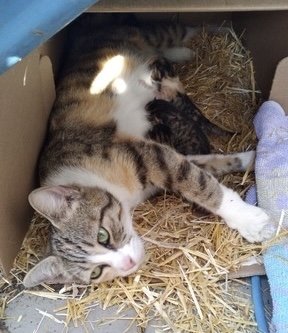 Pandora - Sweet, Social and Full of Love