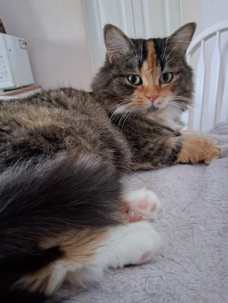 Payton - Calm, Affectionate & Playful