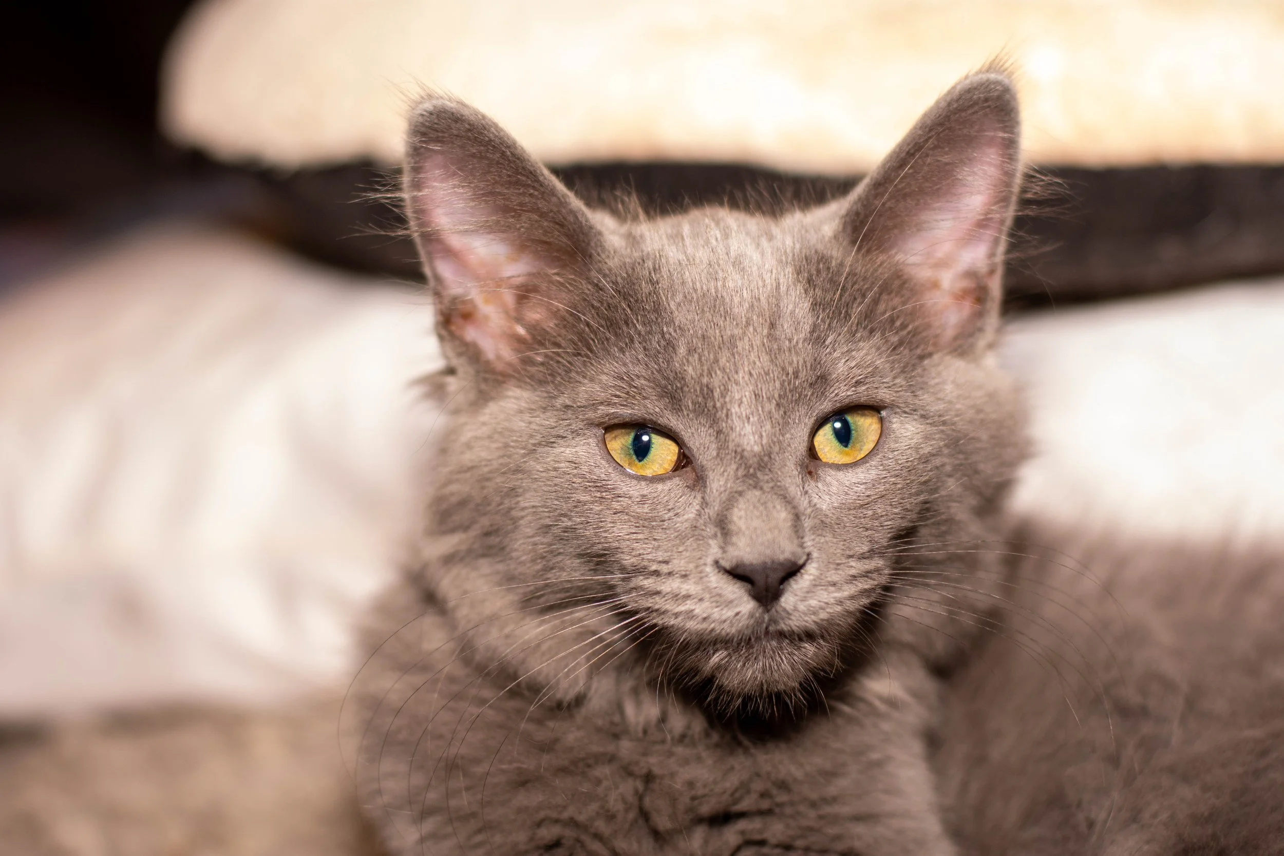 Dylan1-4.jpeg