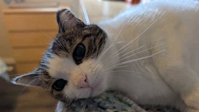 Cheer - Sweet, Affectionate & Playful