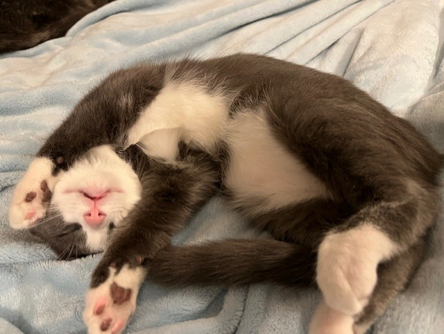 Jelly Bean -Affectionate, Joyful & Quirky Family Pet