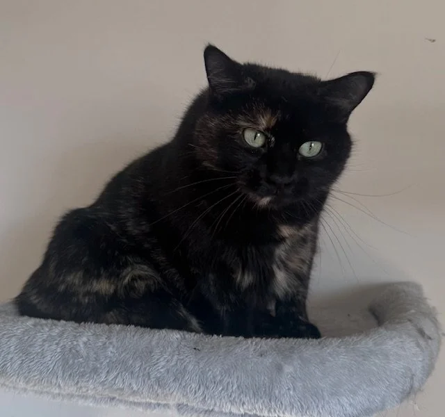 Luna - Loyal & Gentle Companion