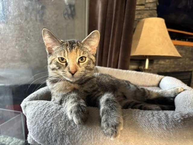 Chevron - Playful and Independent