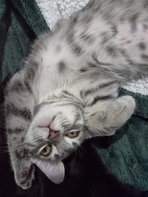 Mia - Ultimate Cuddle-Bug