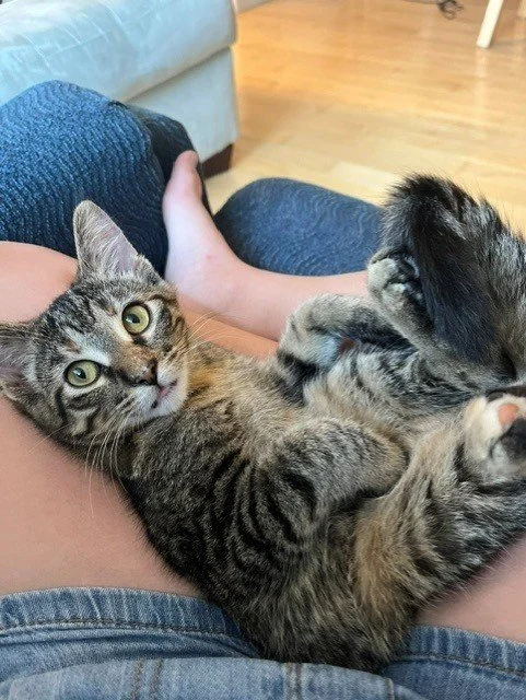 Leo - Affectionate, Gentle and Quiet - Good with Kids!