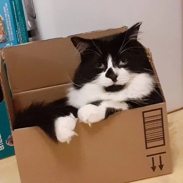 Maddox - Gentle Companion