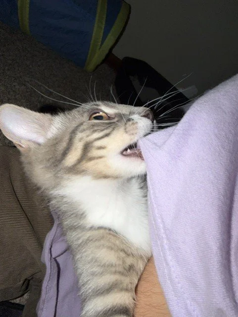 snorlax.jpg