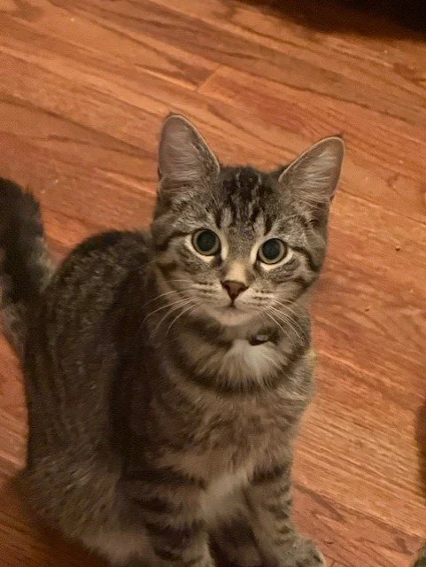 Theodore - Affectionate Chatterbox