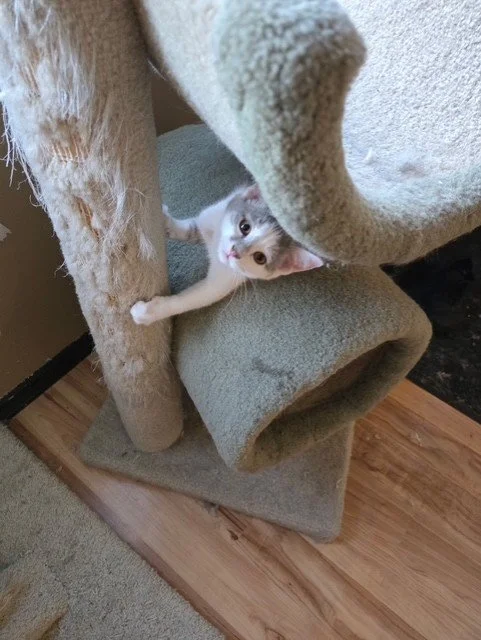 Pebbles2.jpg