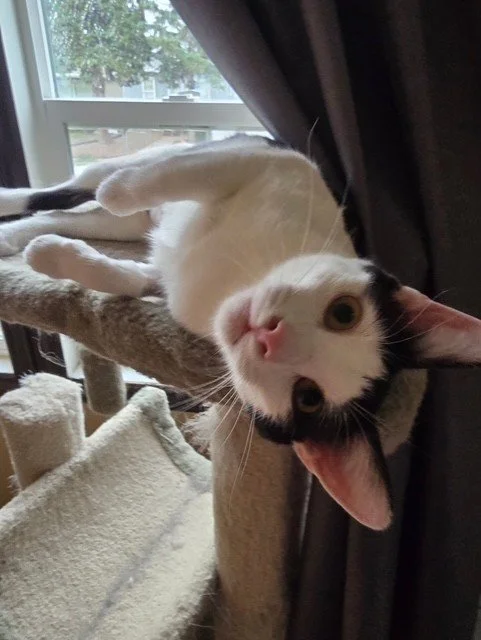 Elsa - LOVES Love!!  Chatty and Playful!