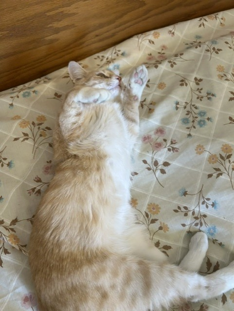 tigar3.png