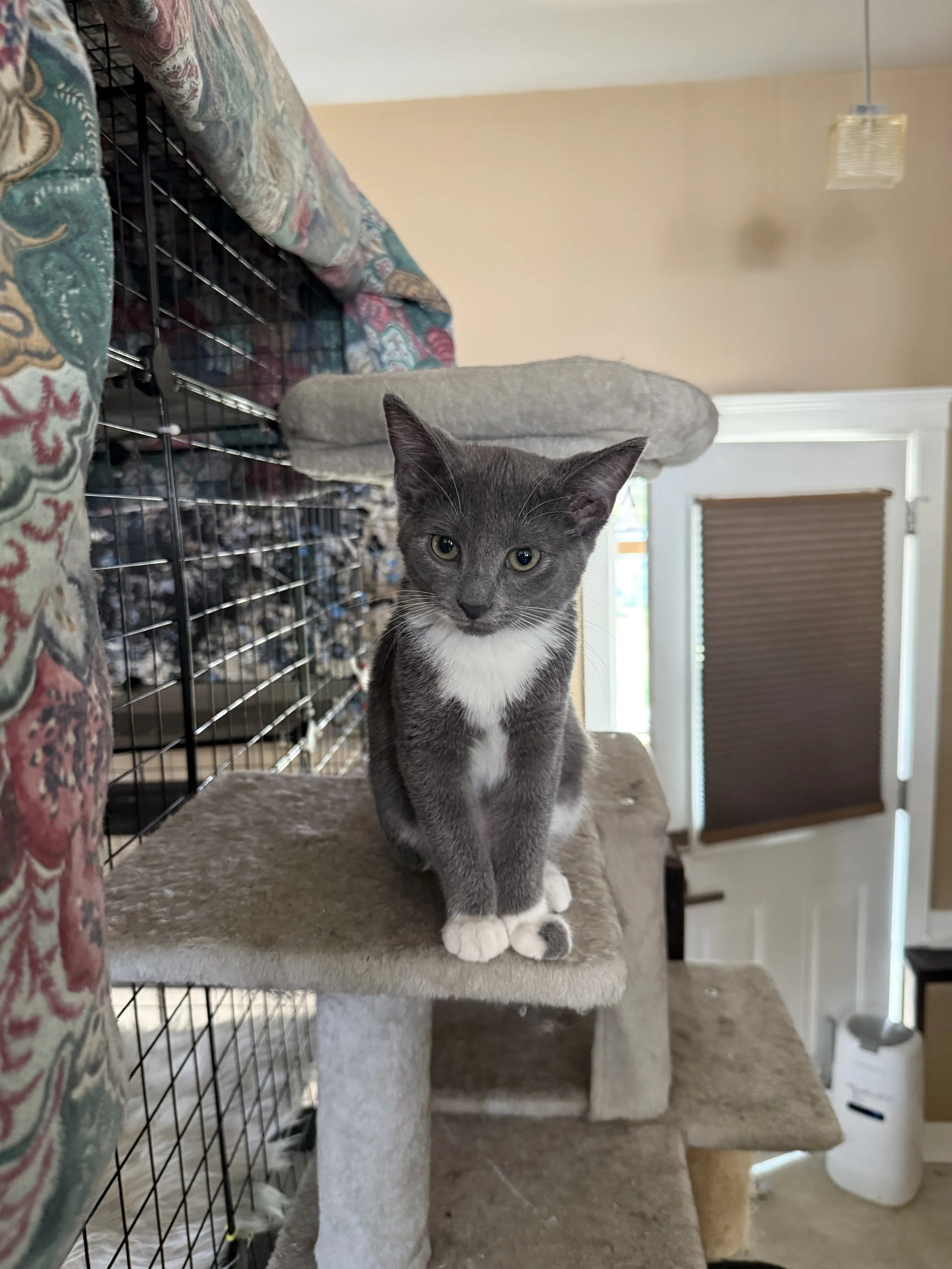 Rachel - Sweet, Playful & Cuddly
