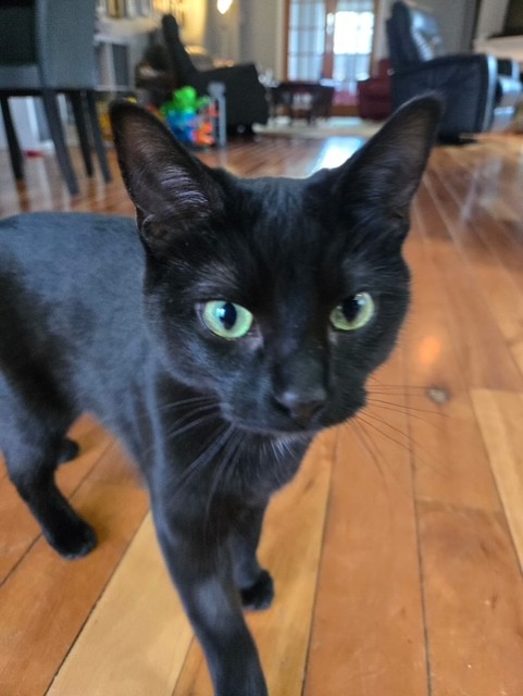 Buttercup - Sweet and Cuddly Companion Looking for a Gentle Friend