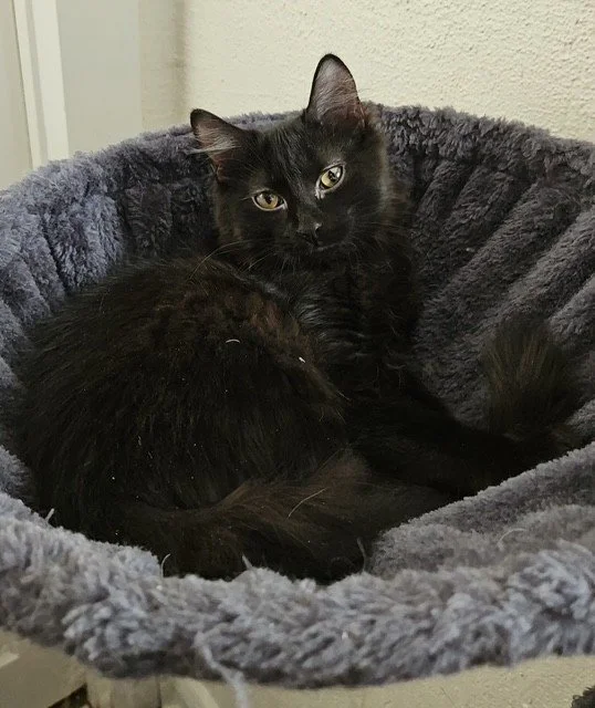 Hanzo - Giant Personality of Fun and Very Loving