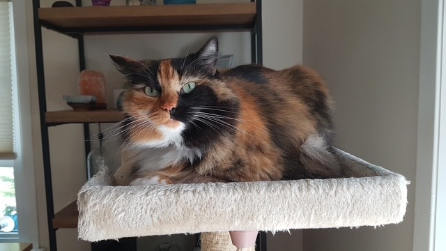clio.png