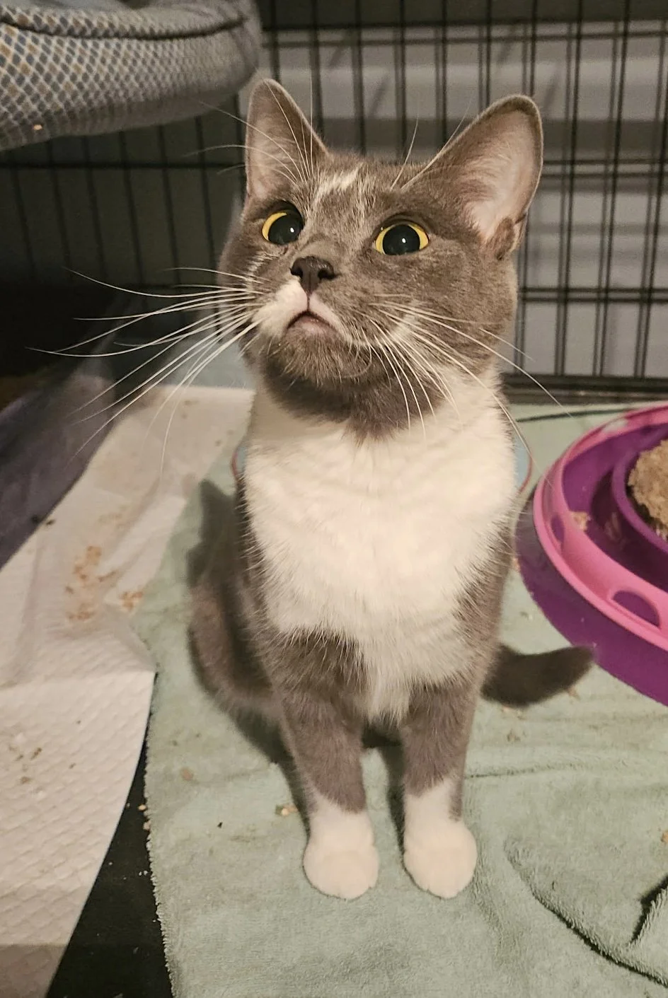 Elsa - Playful and Loving
