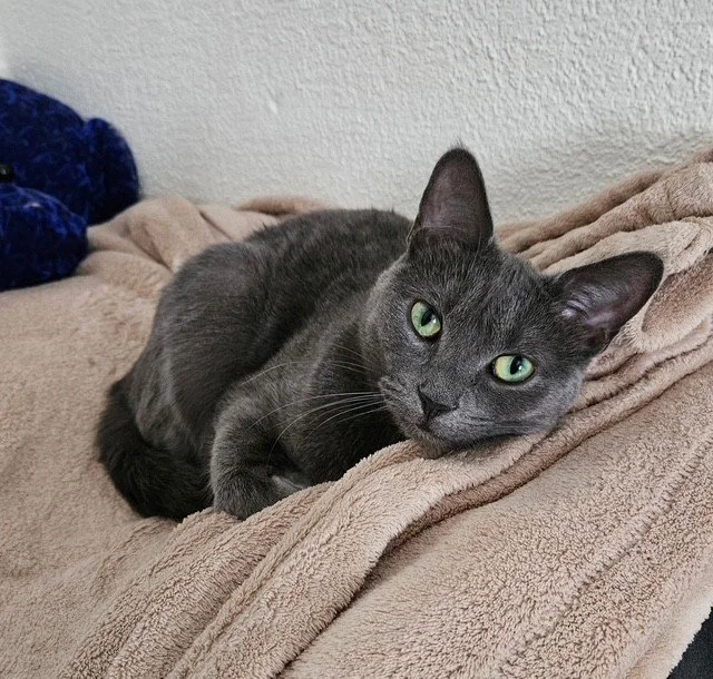 Lucy - Cuddly Blanket Hog, Shoulder Sitter Cat & Diva