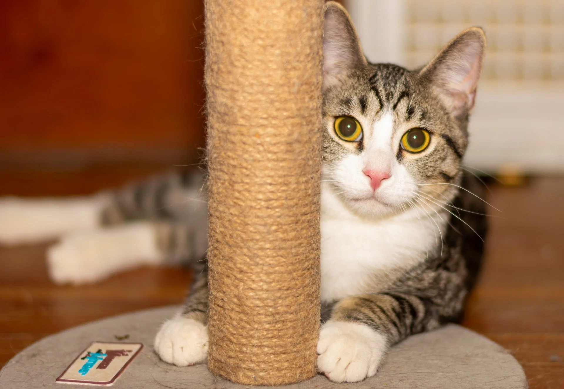 Alexander - Playful and Affectionate