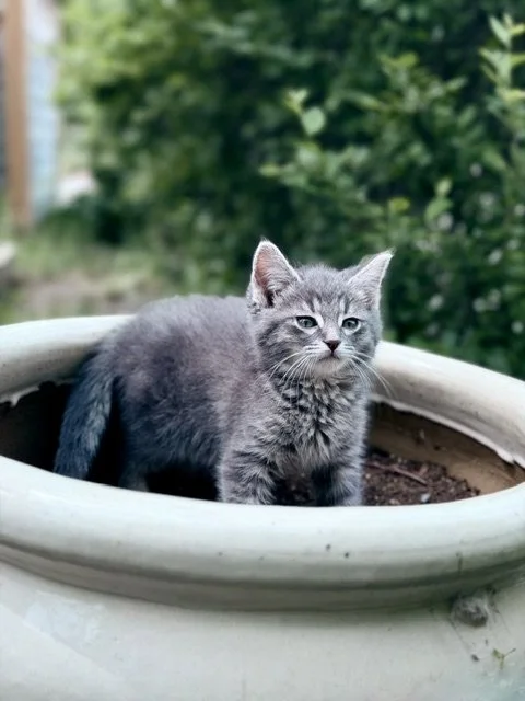 suki3.jpg