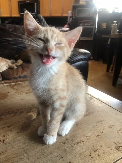 Audi - LOVES Attention and to be Loved