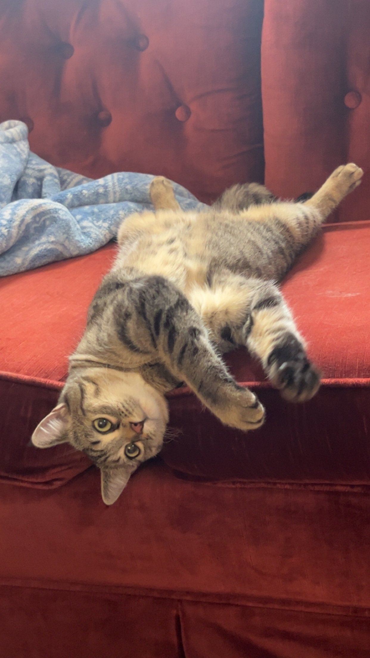 Cleopatra - Gentle Companion Looking for a Quiet Home