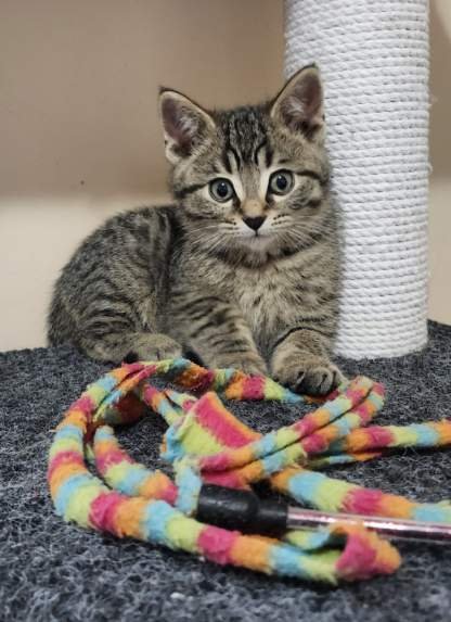 Aladdin - Sweet & Spunky