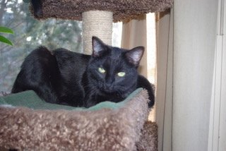 Splash - Shy/Affectionate Kitty Looking for a Cat Whisperer