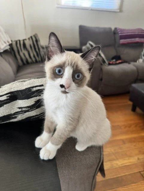 Monroe - Good with Cats/Dogs and Loves Cuddles and Playtime!
