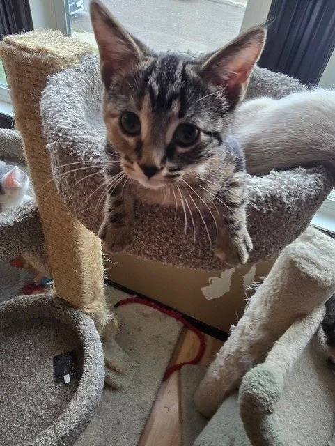 mochi3.jpg