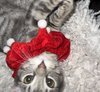 IMG_8740.jpeg