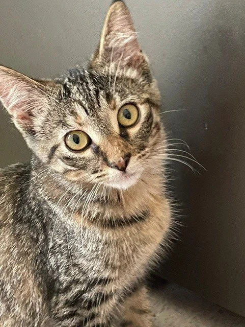 Tigger -Playful, Curious and Cuddly - Good With Kids!