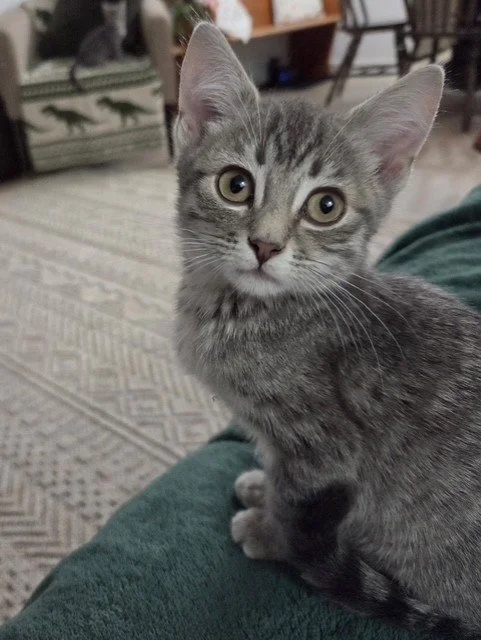 Mac - Sweet, Smart & Playful