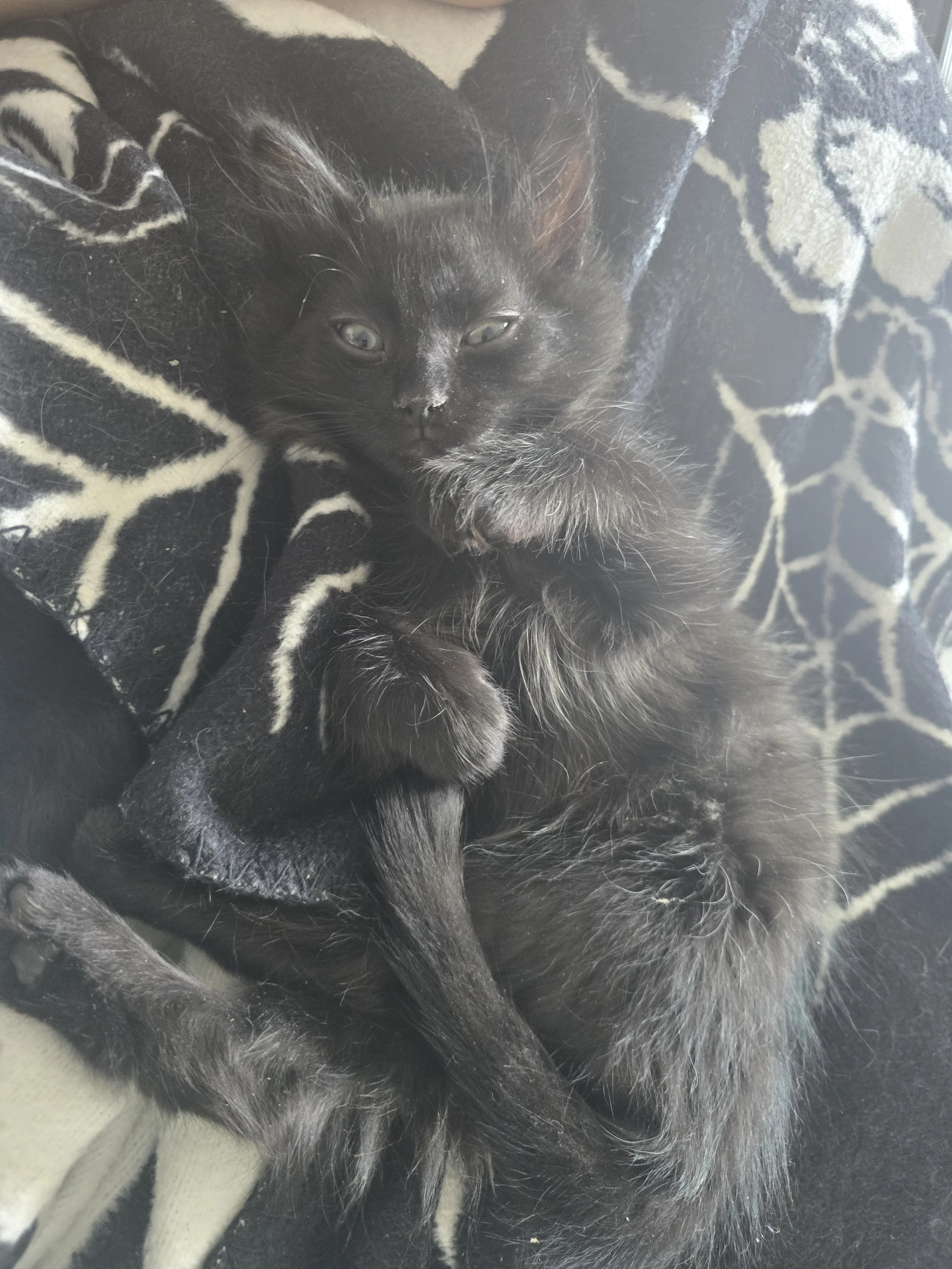 Dumpling - Playful and Independent