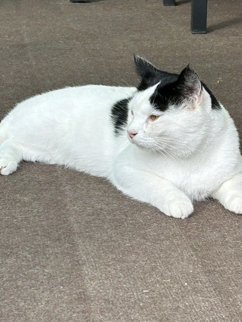 Patch aka Buddy - Good with Kids and is Sweet & Affectionate
