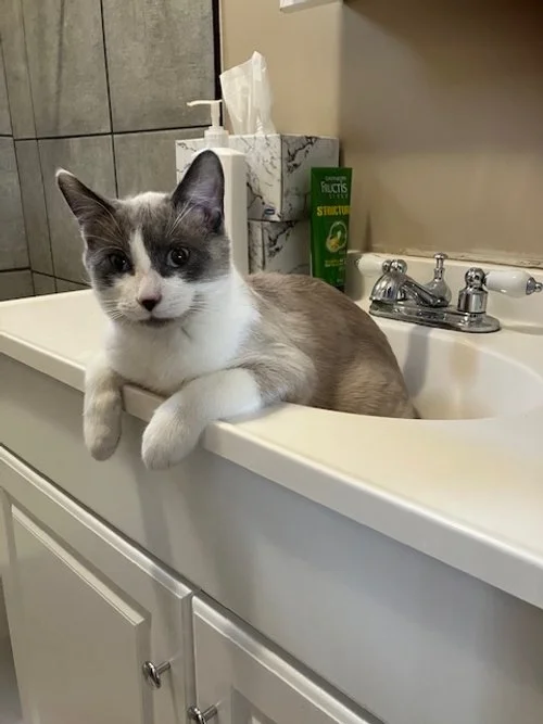 Lani -Super Affectionate and Devoted Companion