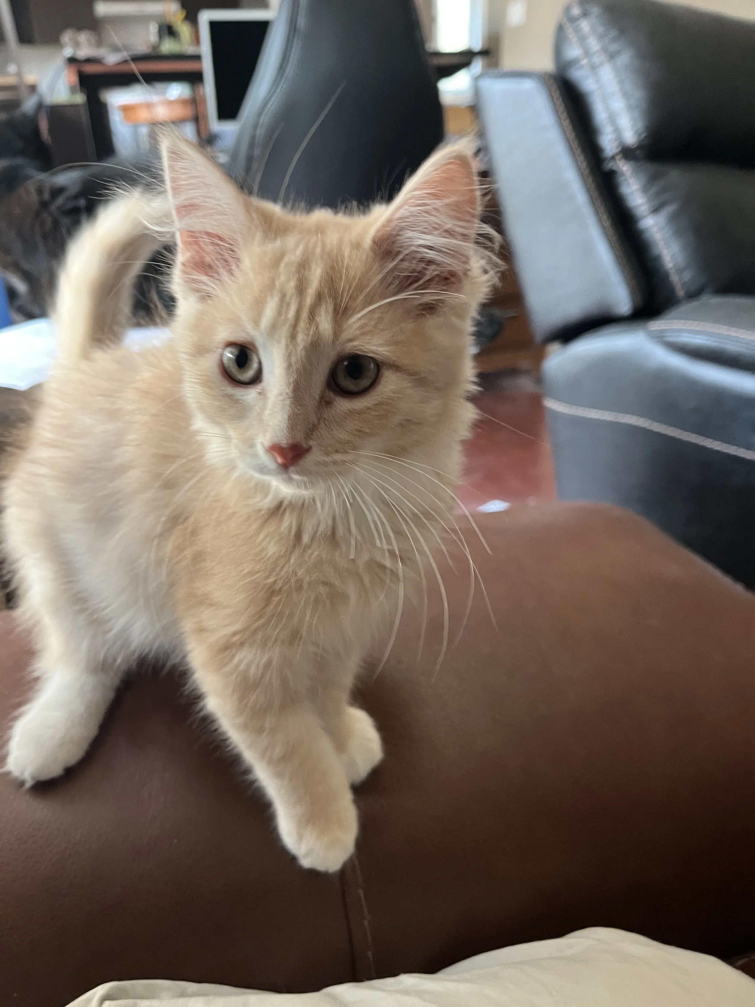 Gibson - Fluff Monster of the Cutest Variety